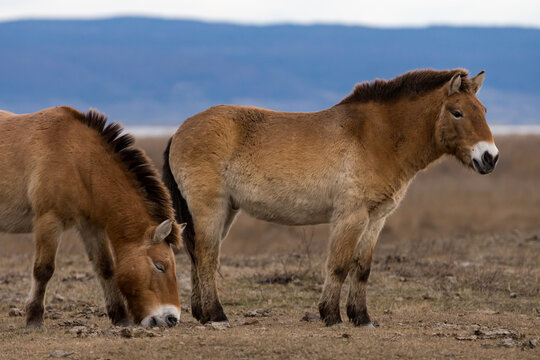 Przewalski Pferde bzw. Urpferde in der panonischen Tiefebene am Neusiedlersee