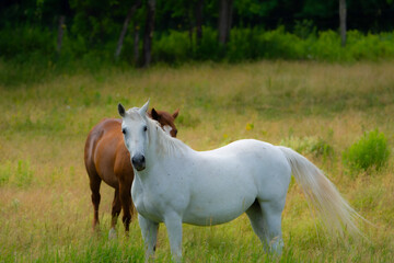 Pretty horse on a Canadian farm in the province of Quebec 