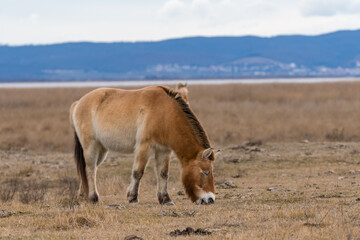 Przewalski Pferd bzw. Urpferd in der panonischen Tiefebene am Neusiedlersee