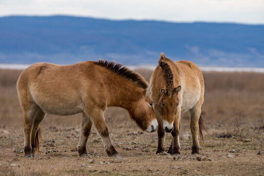 Przewalski Pferd bzw. Urpferd in der panonischen Tiefebene am Neusiedlersee