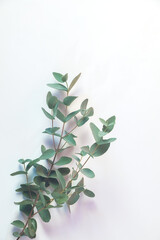 Eucalyptus leaf lay on white background. Summer background concept.