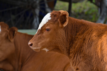 Pretty cow in a Quebec farm in the Canadian coutryside