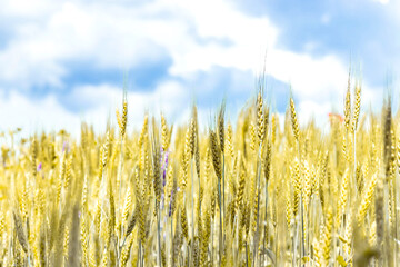 Spikelets of ripe wheat. Spikelets on a wheat field against a blue sky.