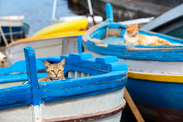 Two cats in colourful boat on sunset in Sicily, Italy. Two kittens hiding in the boat