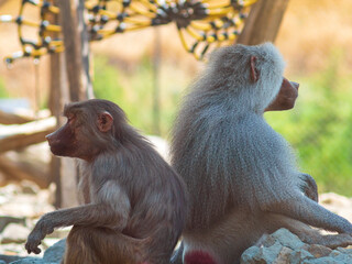 two baboons sitting together in the zoo
