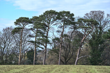 Obraz premium Beautiful spring view of tall pine and other old trees in ivy (Hedera helix) with cut lawn grass in Ballawley Park, Sandyford, Dublin, Ireland. High resolution. Irish rural landscape
