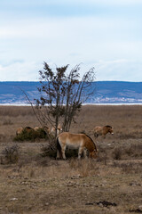 Przewalski Pferd bzw. Urpferd in der panonischen Tiefebene am Neusiedlersee