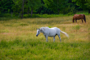 Fototapeta na wymiar Pretty horse on a Canadian farm in the province of Quebec 