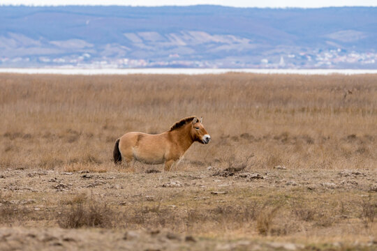 Przewalski Pferd bzw. Urpferd in der panonischen Tiefebene am Neusiedlersee