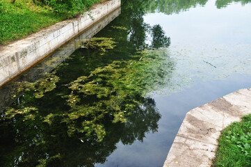 Canal view. Summer, the water in the pond has bloomed. Aquatic plants in the pond.