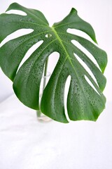 Monstera leaf with drops in a glass bottle (vase) on a white background.Monstera in a modern interior, scandy style. The concept of Minimalism