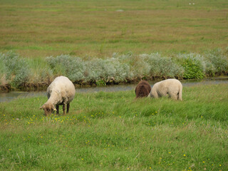Hallig Hooge in der Nordsee