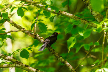 Blackbird on a branch of a tree in the summer