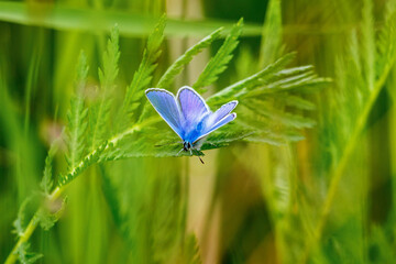 Blue butterfly sitting on a green leaf on a meadow