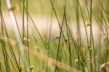 A single azure damselfly resting on a grassy plant (Veluwe, The Netherlands)