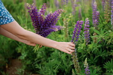 A woman on the field collects a bouquet of lupines.