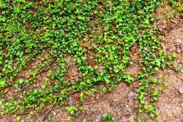 Ivy growing on the ground