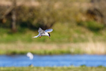 Common Tern flying over a lake