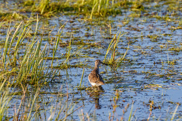 Sandpiper standing at a lake in springtime