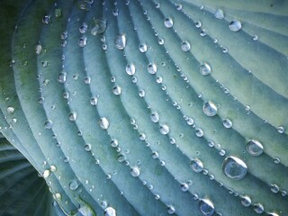 Blatt mit Regentropfen
