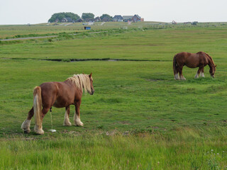 Obraz premium Hallig Hooge in der Nordsee