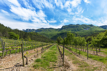 Fototapeta na wymiar Famous Clairette sparkling wine vineyards near the french Die village with Vercors mountains on the background.