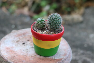 Beautiful isolated potted cactus in the garden, blurred background.