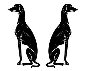 Greyhound Dog Sitting, Silhouette Illustration