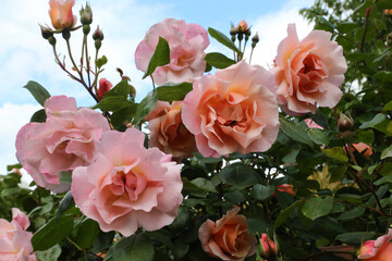 Rose, variété Opaline