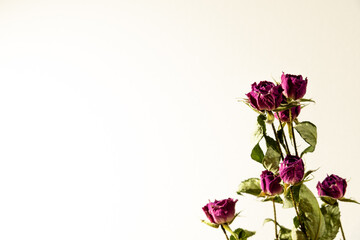 バラのドライフラワー