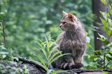 Europäische Wildkatze oder Waldkatze ( Felis silvestris ).