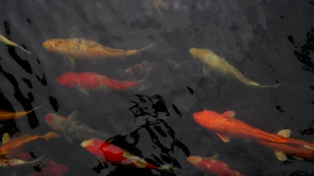 Koi Fish swim in pond.Japan Koi fish swimming in a water garden