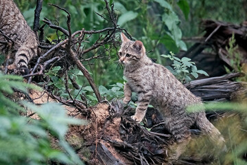 Europäische Wildkatze oder Waldkatze ( Felis silvestris ).