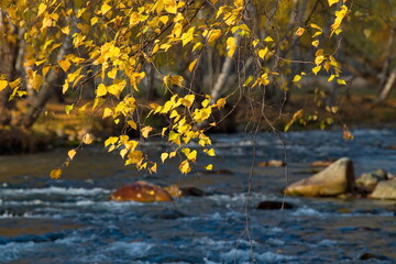 Obraz na płótnie Canvas Russia. South Of Western Siberia. Mountain Altai. Yellowed birch leaves illuminated by a contour light on the bank of the Bolshoy Ilgumen River near the village of Kupchegen.