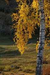 Russia. South Of Western Siberia. Mountain Altai. Yellowed birch leaves illuminated by a contour...