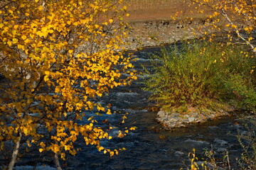 Russia. South Of Western Siberia. Mountain Altai. Yellowed birch leaves illuminated by a contour light on the bank of the Bolshoy Ilgumen River near the village of Kupchegen.