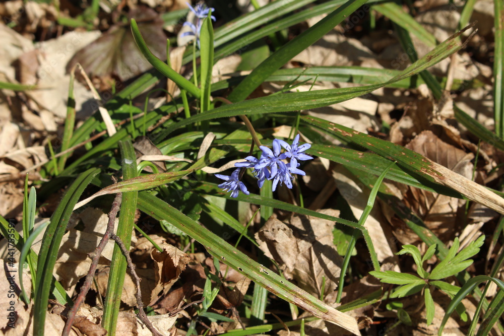 Wall mural Delicate blue galanthuses bloom among dry last year's leaves in a spring forest