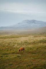 Icelandic horses on the grass in Northwest Iceland