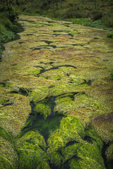 moss on the rocks