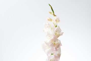 Obraz premium 満開のグラジオラス