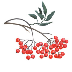 Red ripe rowan berries bunches set, realistic illustration isolated on white backgroundHand painting. For printing on postcards, stickers, notebooks, dishes, fabrics, paper, textile.