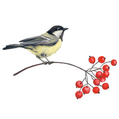 A bird on a branch. Bird on a mountain ash. Hand-painted birds with berries isolated on a white background. A holiday symbol for design.
