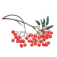 Red ripe rowan berries bunches set, realistic illustration isolated on white backgroundHand painting. For printing on postcards, stickers, notebooks, dishes, fabrics, paper, textile.