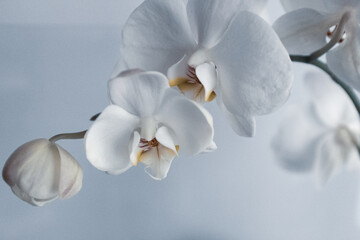 Fototapeta na wymiar White orchids flowers on gray background close up. Phalaenopsis orchid of white color on a gray background