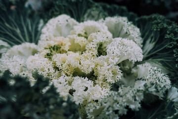 Elegant blooming white cabbage with leaves 