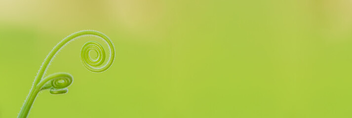 Closeup nature view of green leaf in garden at summer under sunlight. Natural green plants landscape using as a background or wallpaper