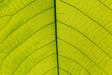 Abstract closeup green leaf texture background 
