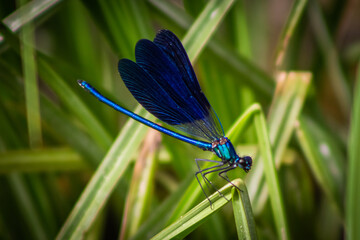 blue dragonfly on leaf