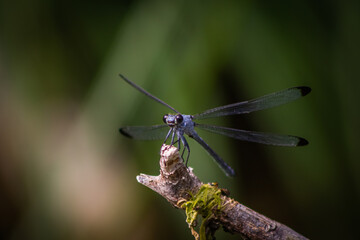 dragonfly on a leaf
