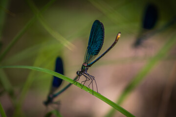 dragonfly on a leaf